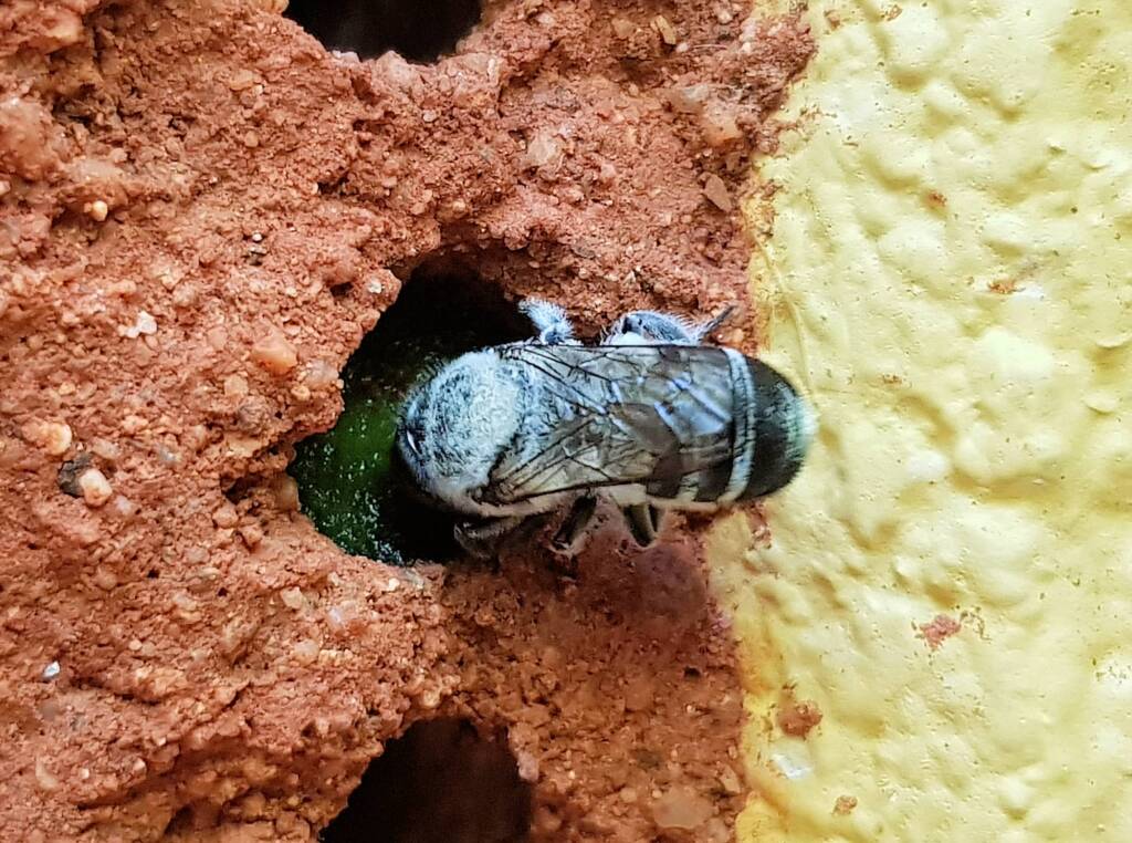 Golden-browed Resin Bee (Megachile aurifrons) sealing the nest with resin, Alice Springs, NT
