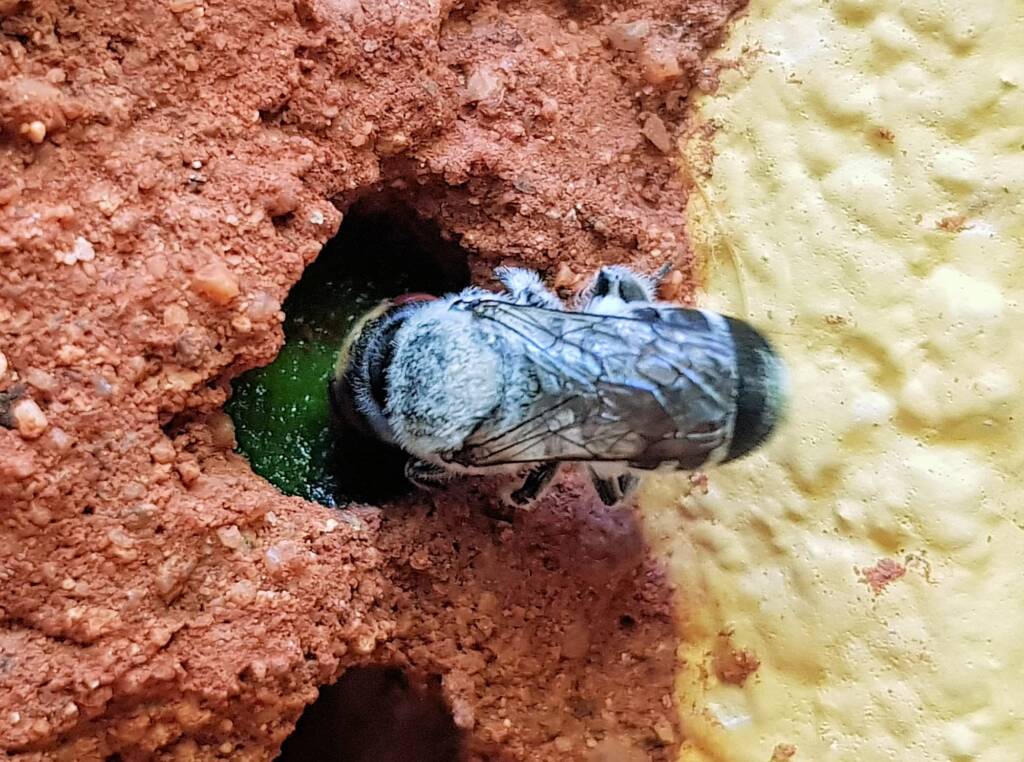 Golden-browed Resin Bee (Megachile aurifrons) sealing the nest with resin, Alice Springs, NT