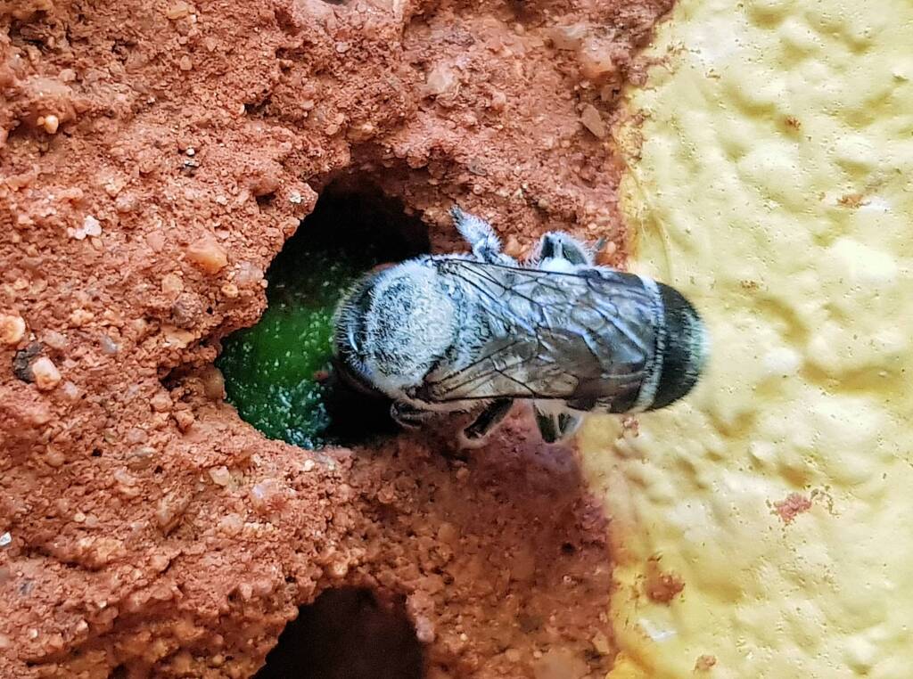 Golden-browed Resin Bee (Megachile aurifrons) sealing the nest with resin, Alice Springs, NT