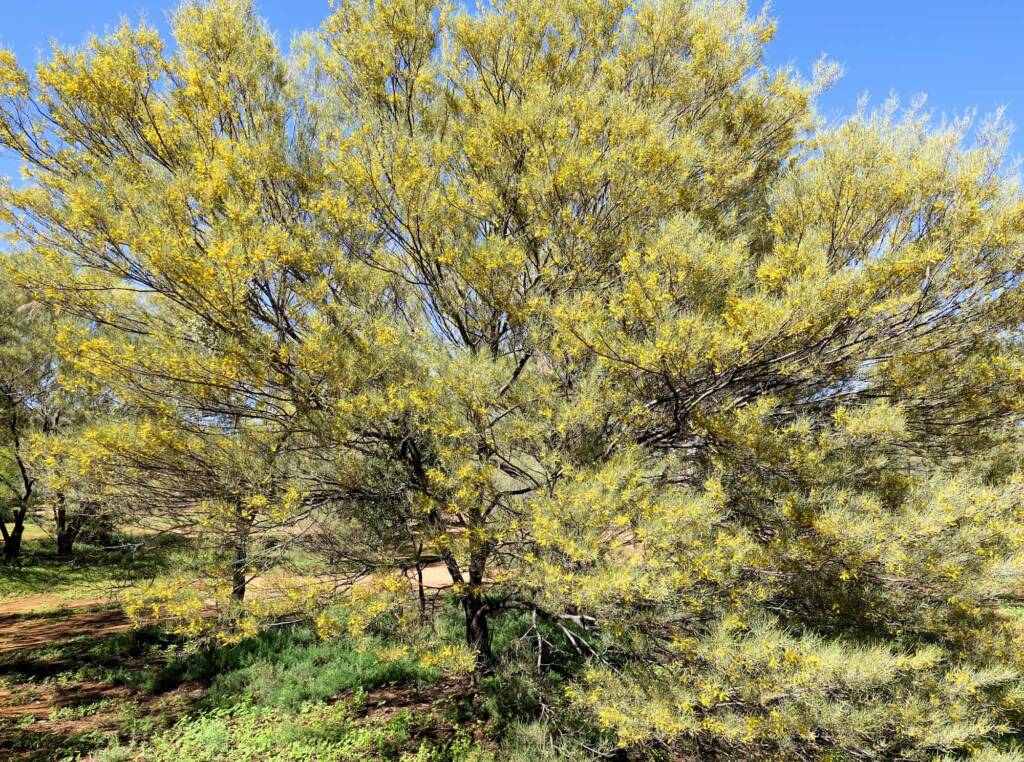 Mulga (Acacia aneura)