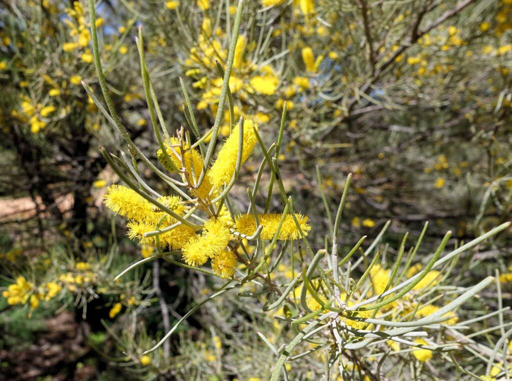 Mulga (Acacia aneura)