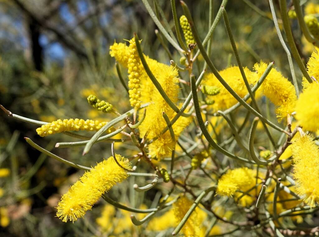 Mulga (Acacia aneura)