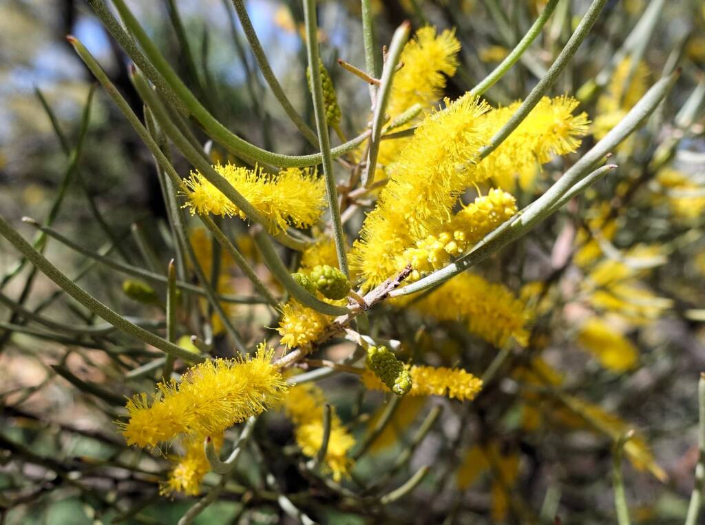 Mulga (Acacia aneura)