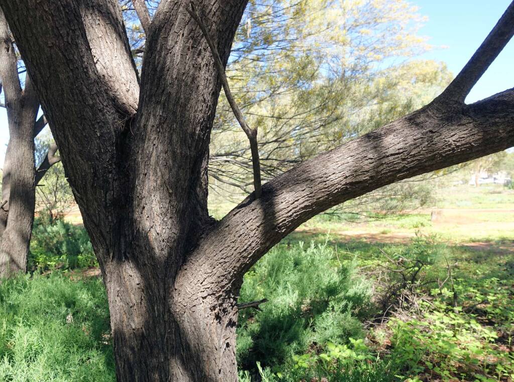 Mulga (Acacia aneura)