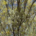 Mulga (Acacia aneura) with mistletoe, possibly Amyema maidenii subsp. maidenii