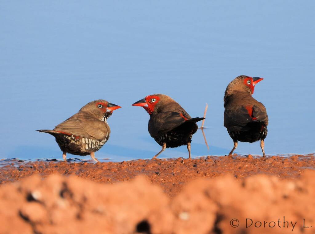 Painted Finches (Emblema pictum)