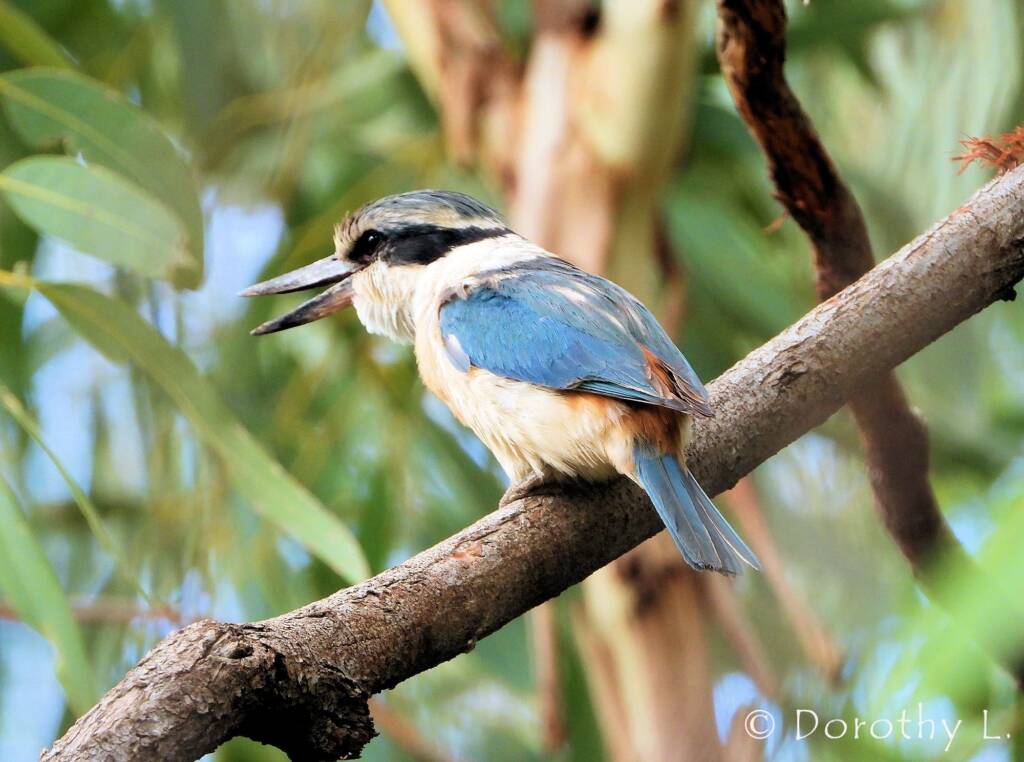 Red-backed Kingfisher (Todiramphus pyrrhopygius)