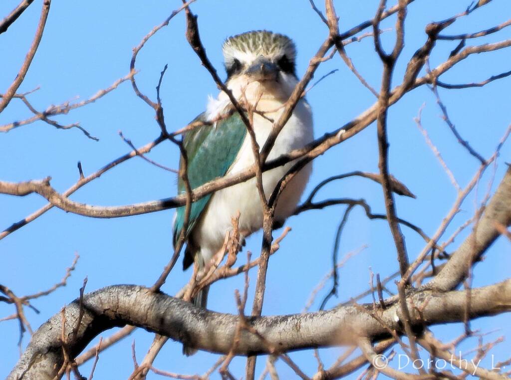 Red-backed Kingfisher (Todiramphus pyrrhopygius), Santa Teresa Road, NT
