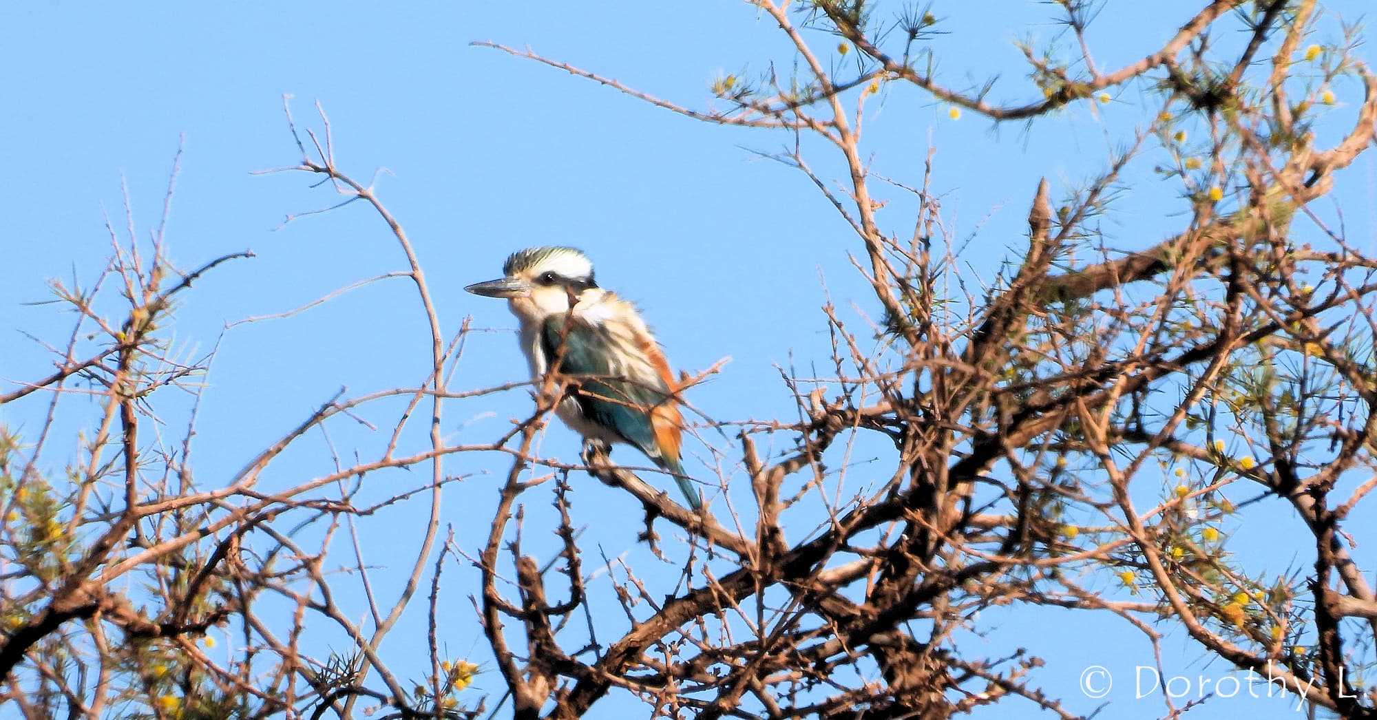 Red-backed Kingfisher (Todiramphus pyrrhopygius), Santa Teresa Road, NT