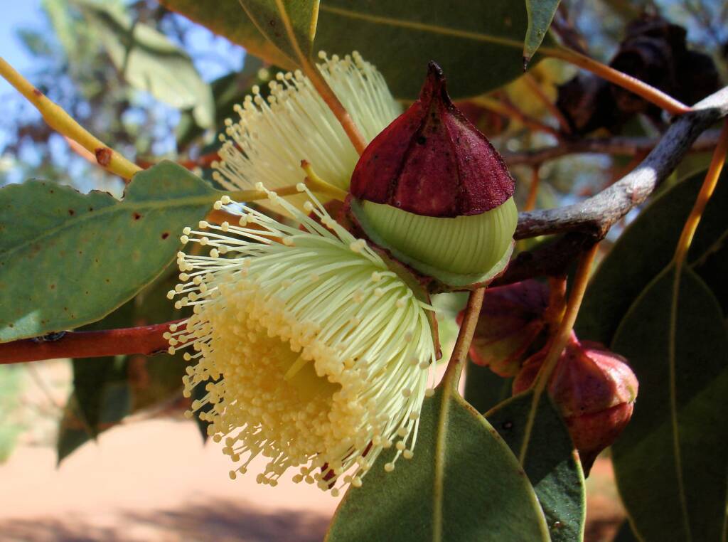 Red-bud Mallee (Eucalyptus pachyphylla), Alice Springs Desert Park, NT