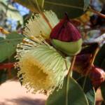 Red-bud Mallee (Eucalyptus pachyphylla), Alice Springs Desert Park, NT