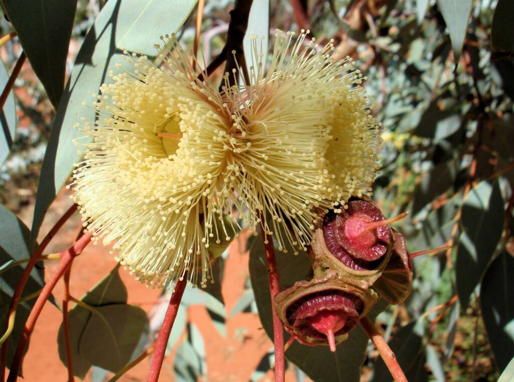 Red-bud Mallee (Eucalyptus pachyphylla), Alice Springs Desert Park, NT
