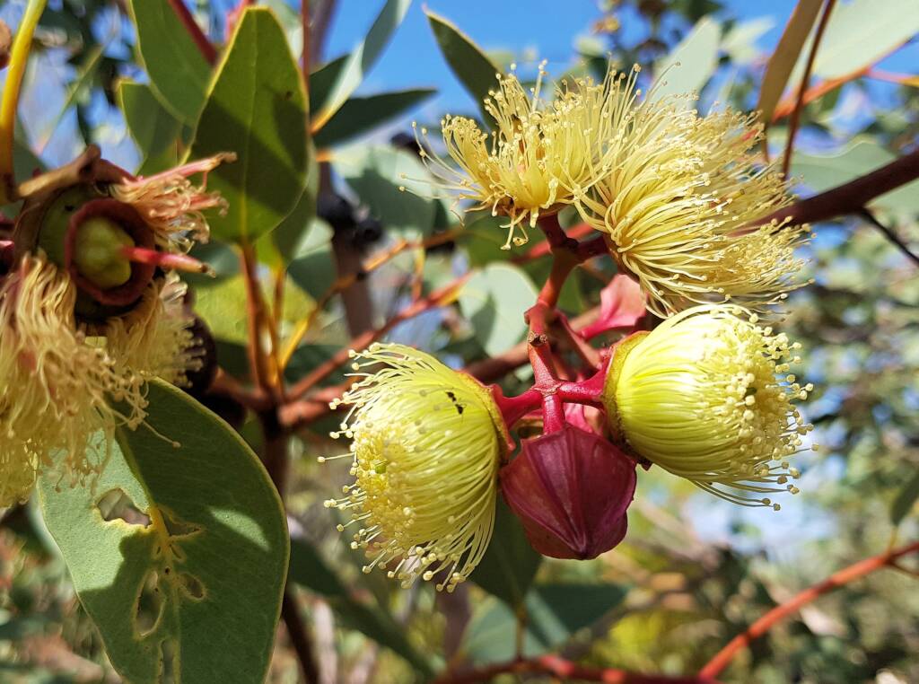 Red-bud Mallee (Eucalyptus pachyphylla), Alice Springs Desert Park, NT