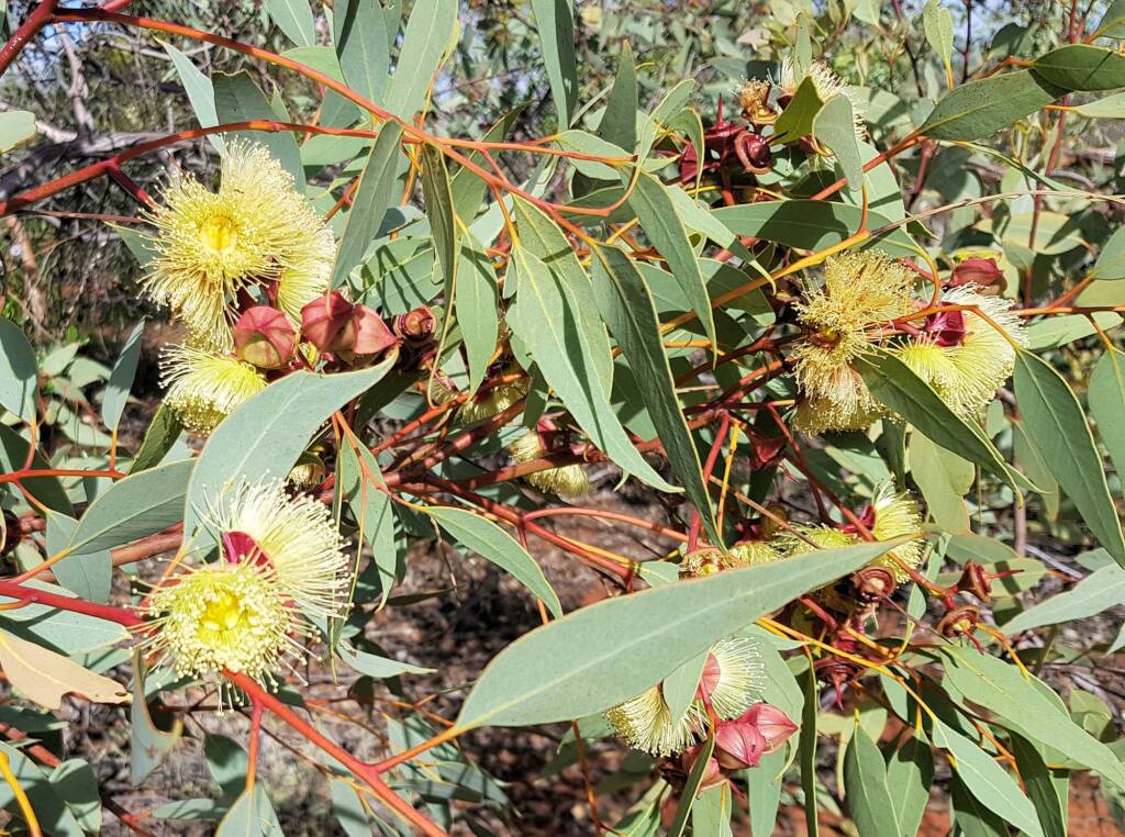 Red-bud Mallee (Eucalyptus pachyphylla), Alice Springs Desert Park, NT