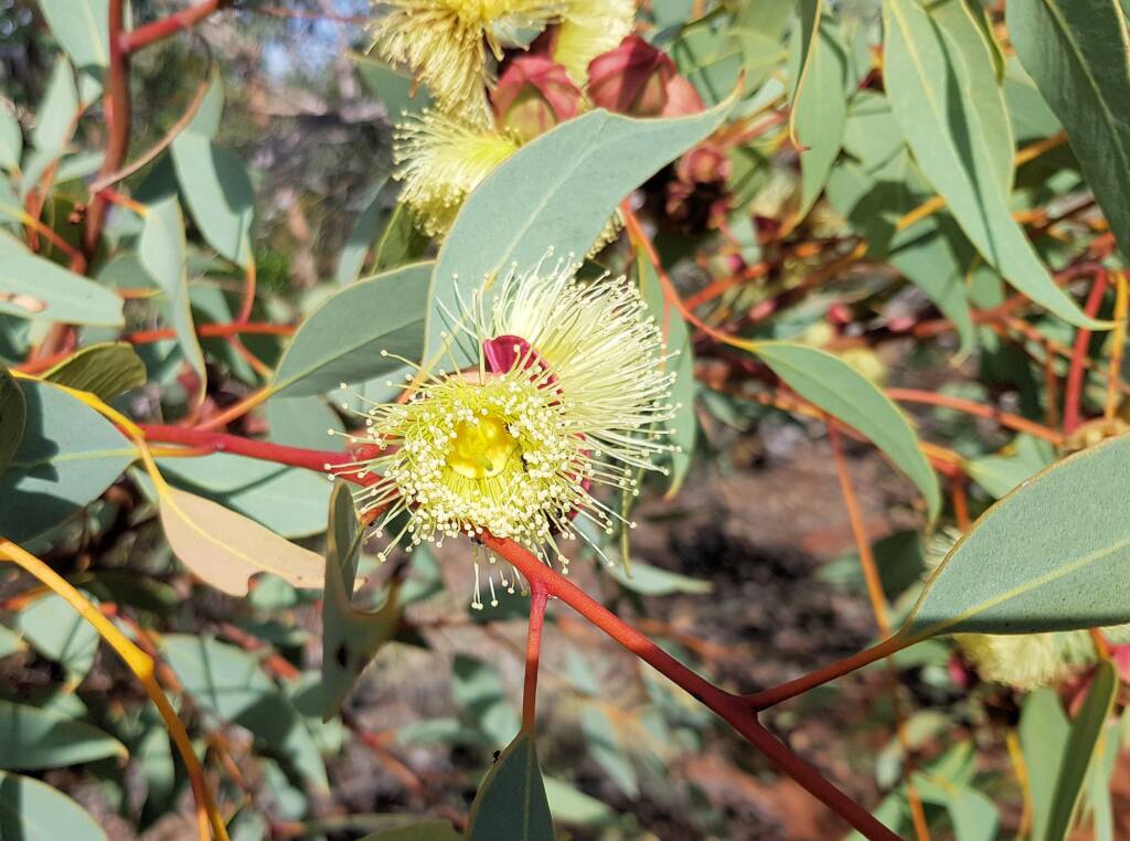 Red-bud Mallee (Eucalyptus pachyphylla), Alice Springs Desert Park, NT
