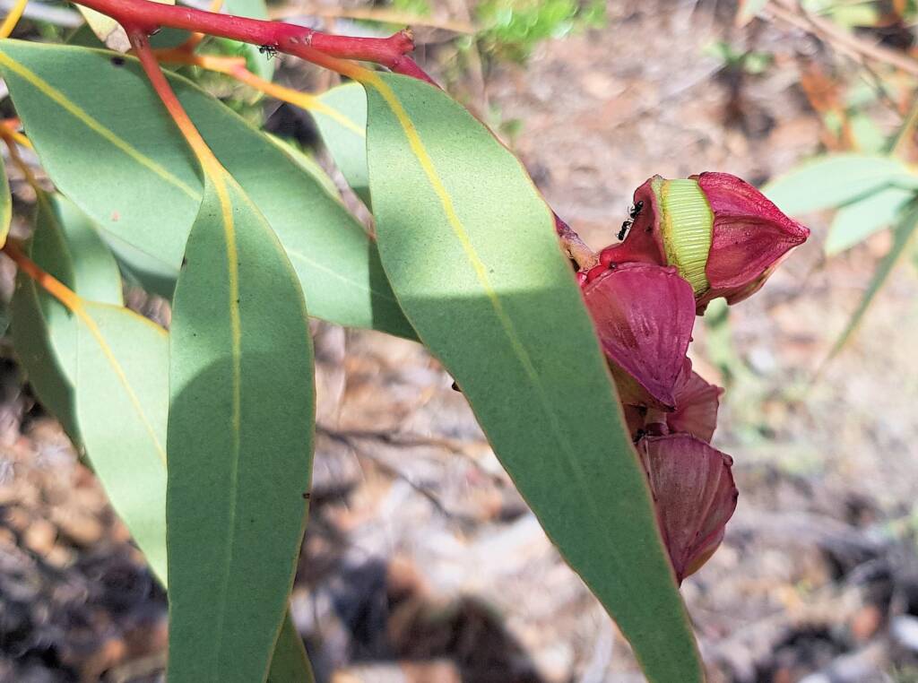 Red-bud Mallee (Eucalyptus pachyphylla), Alice Springs Desert Park, NT