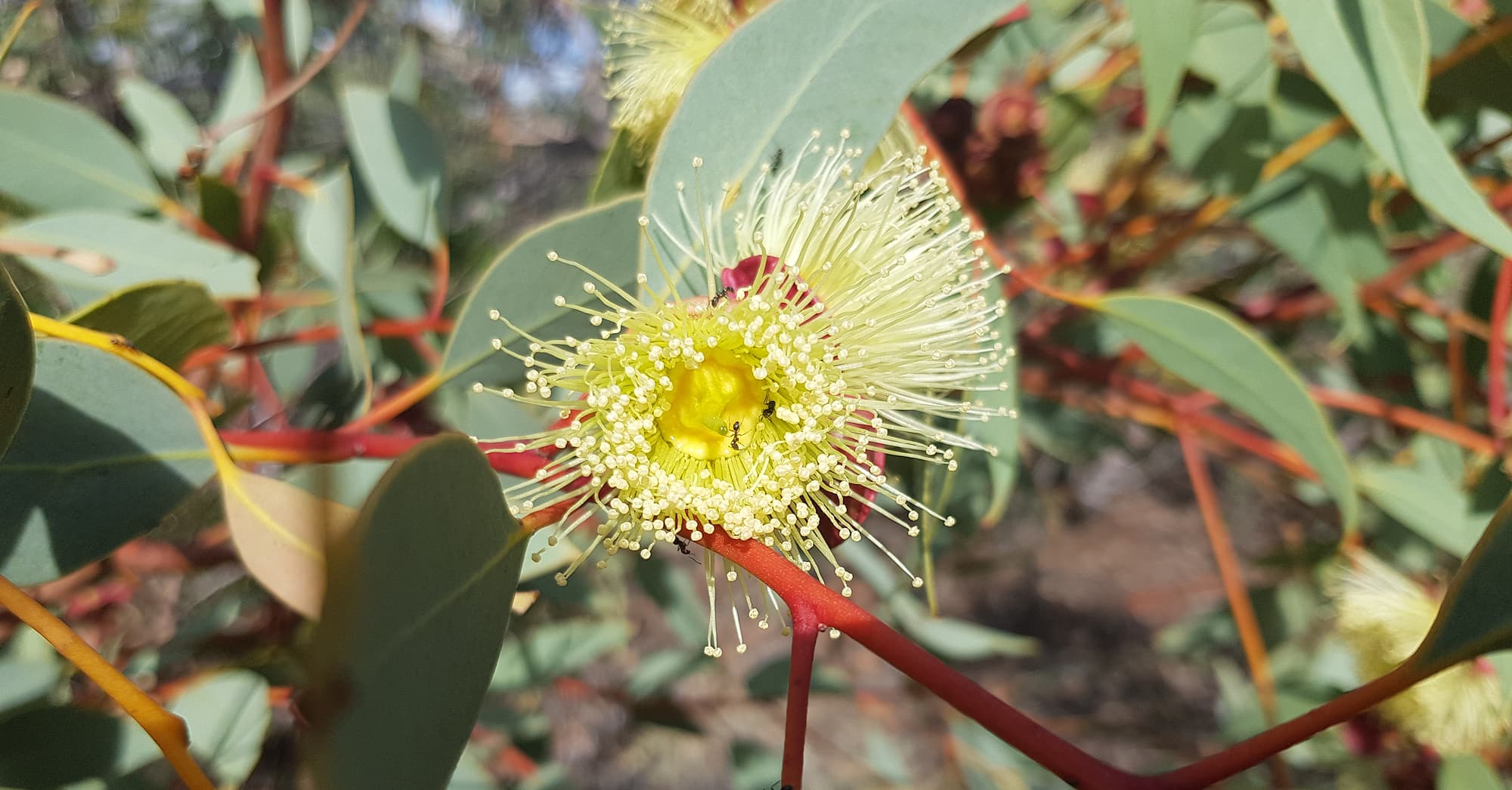 Red-bud Mallee (Eucalyptus pachyphylla), Alice Springs Desert Park, NT