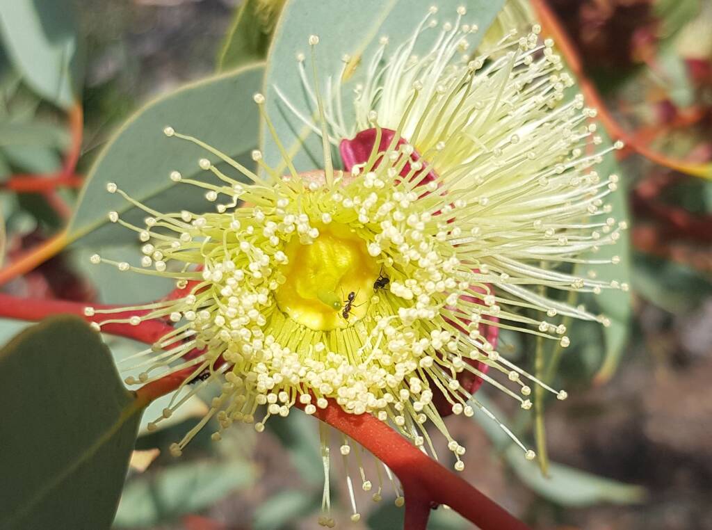 Red-bud Mallee (Eucalyptus pachyphylla), Alice Springs Desert Park, NT