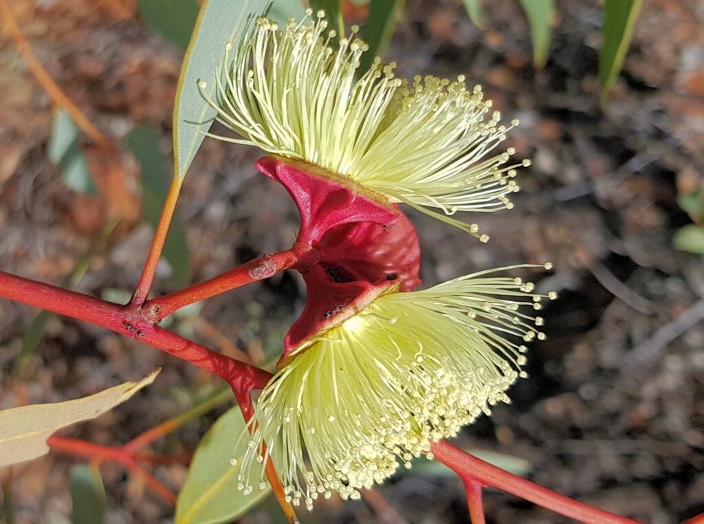 Red-bud Mallee (Eucalyptus pachyphylla), Alice Springs Desert Park, NT