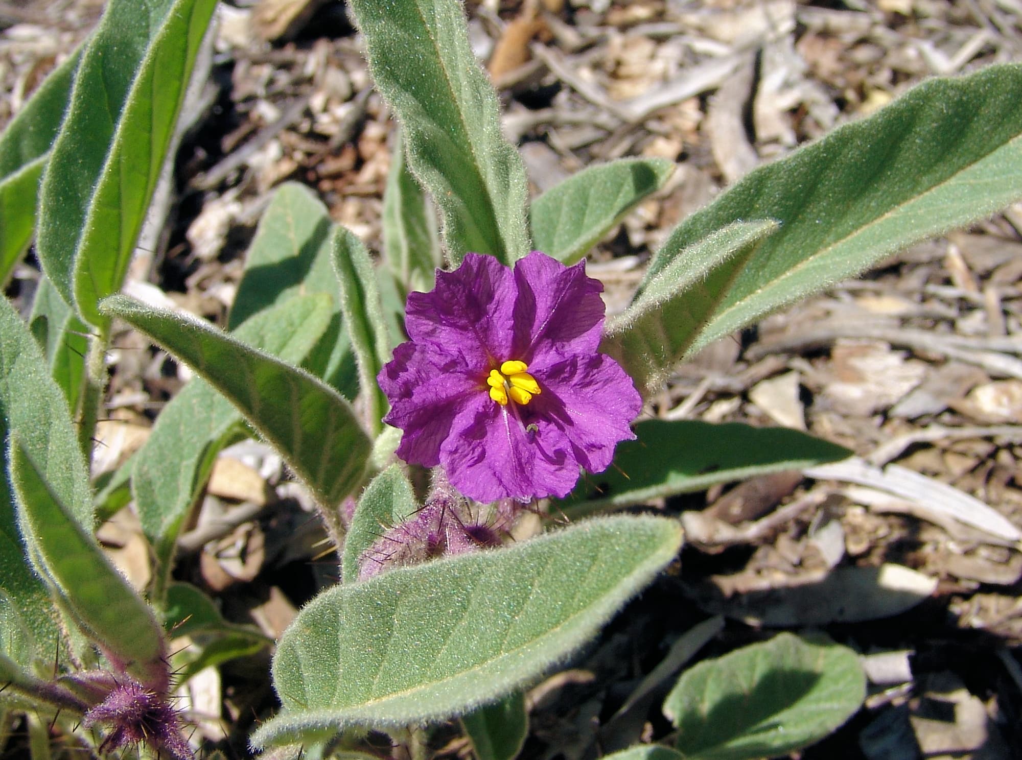 Potato Bush (Solanum ellipticum)
