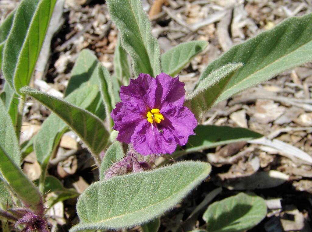 Potato Bush (Solanum ellipticum)
