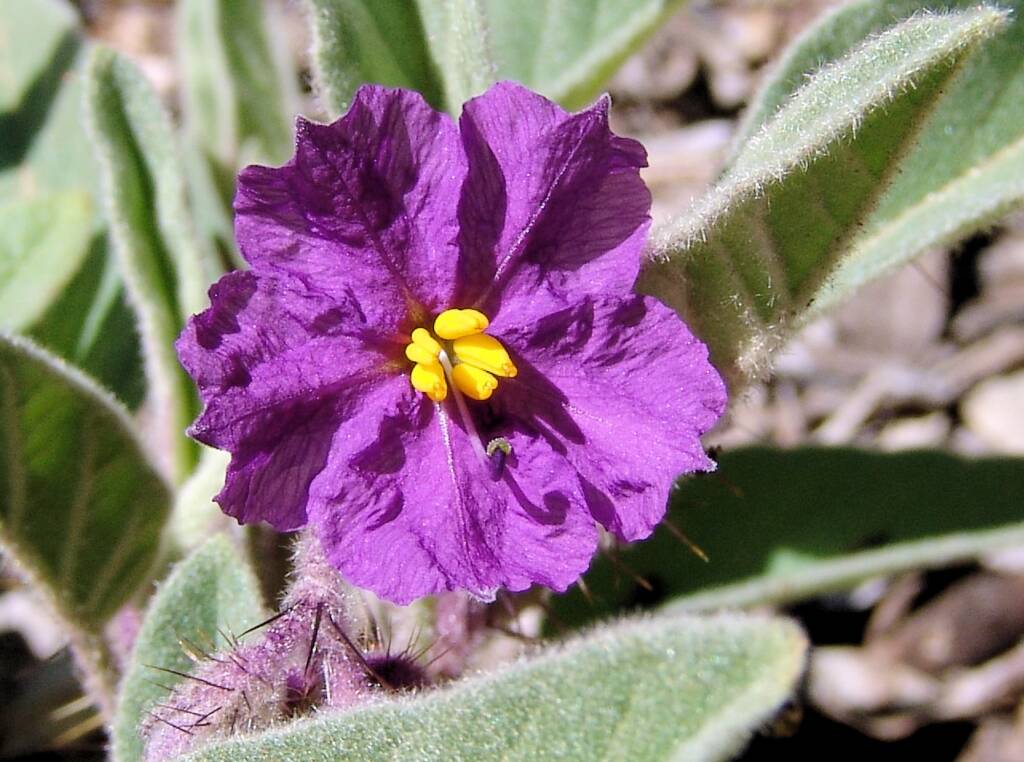 Potato Bush (Solanum ellipticum)