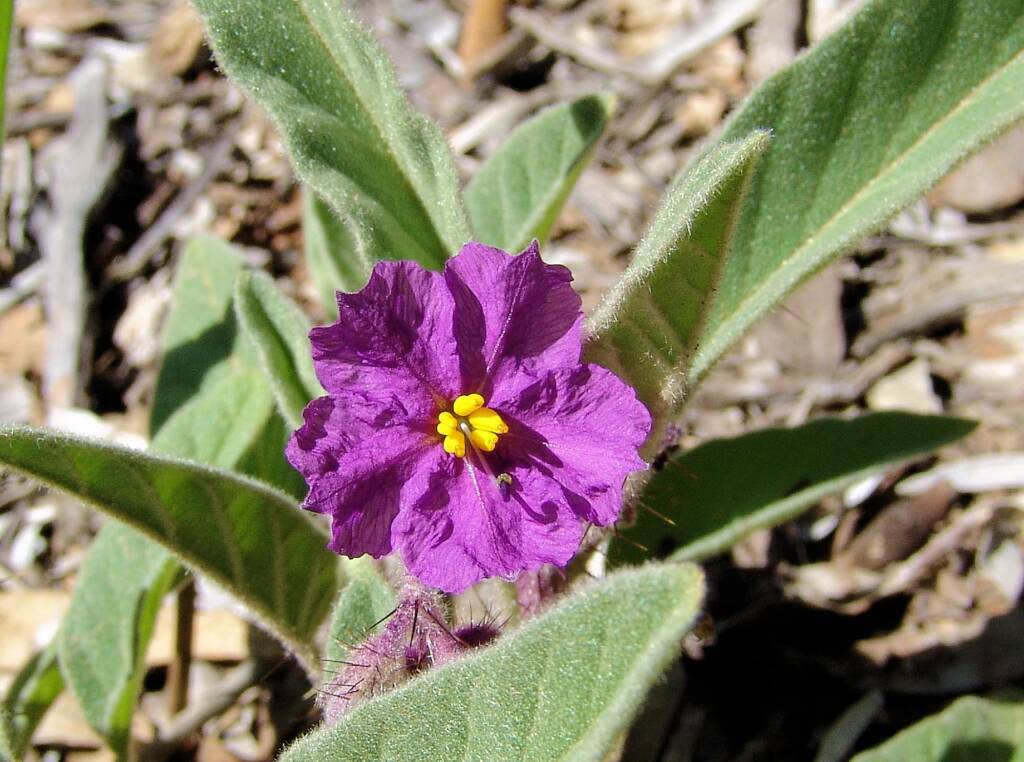 Potato Bush (Solanum ellipticum)