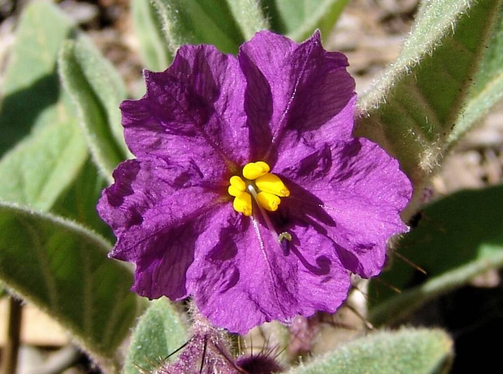 Potato Bush (Solanum ellipticum)