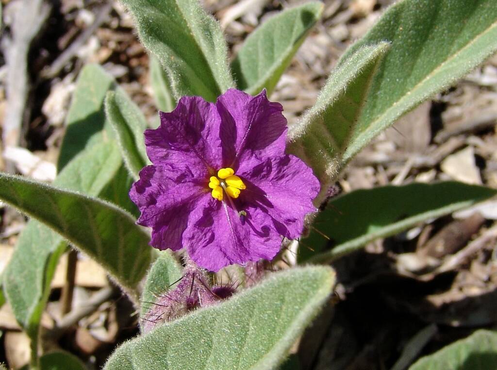 Potato Bush (Solanum ellipticum)