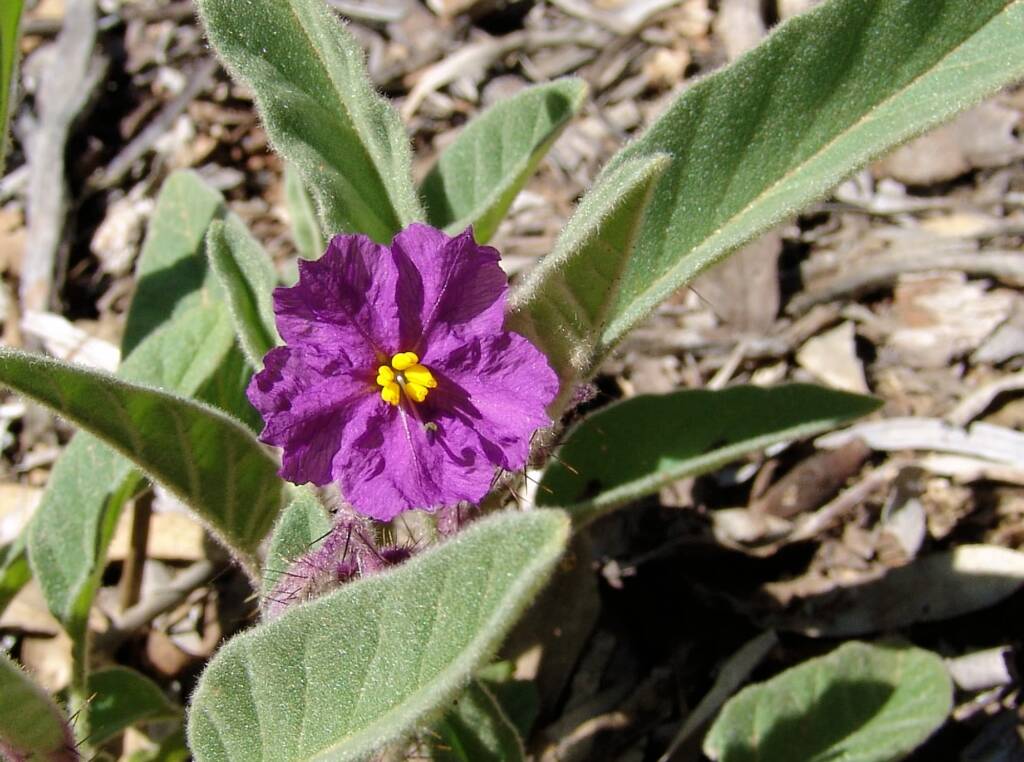 Potato Bush (Solanum ellipticum)