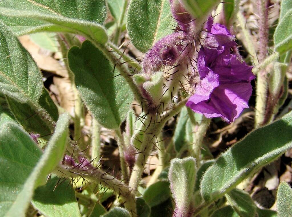 Potato Bush (Solanum ellipticum)