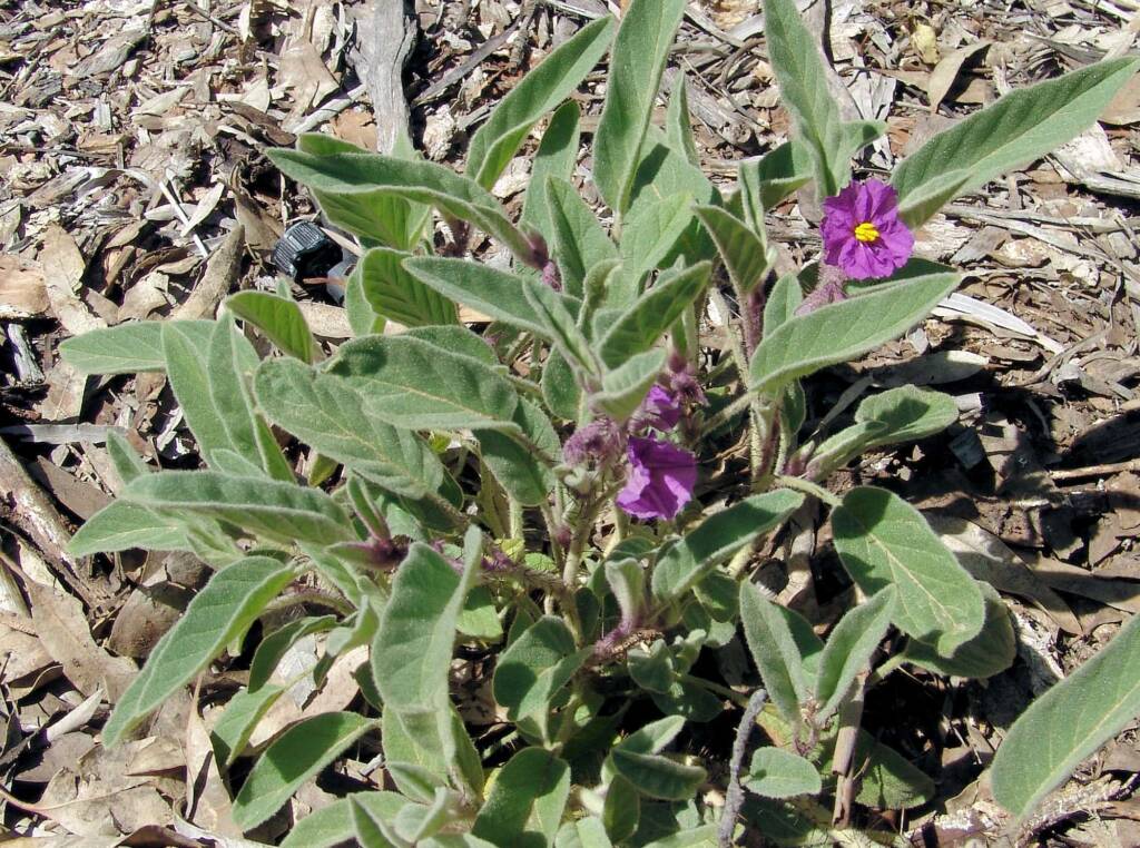Potato Bush (Solanum ellipticum)