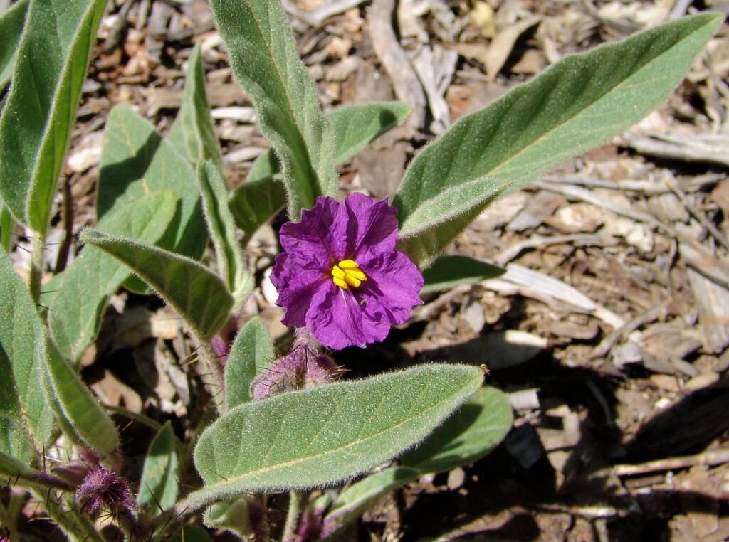 Potato Bush (Solanum ellipticum)