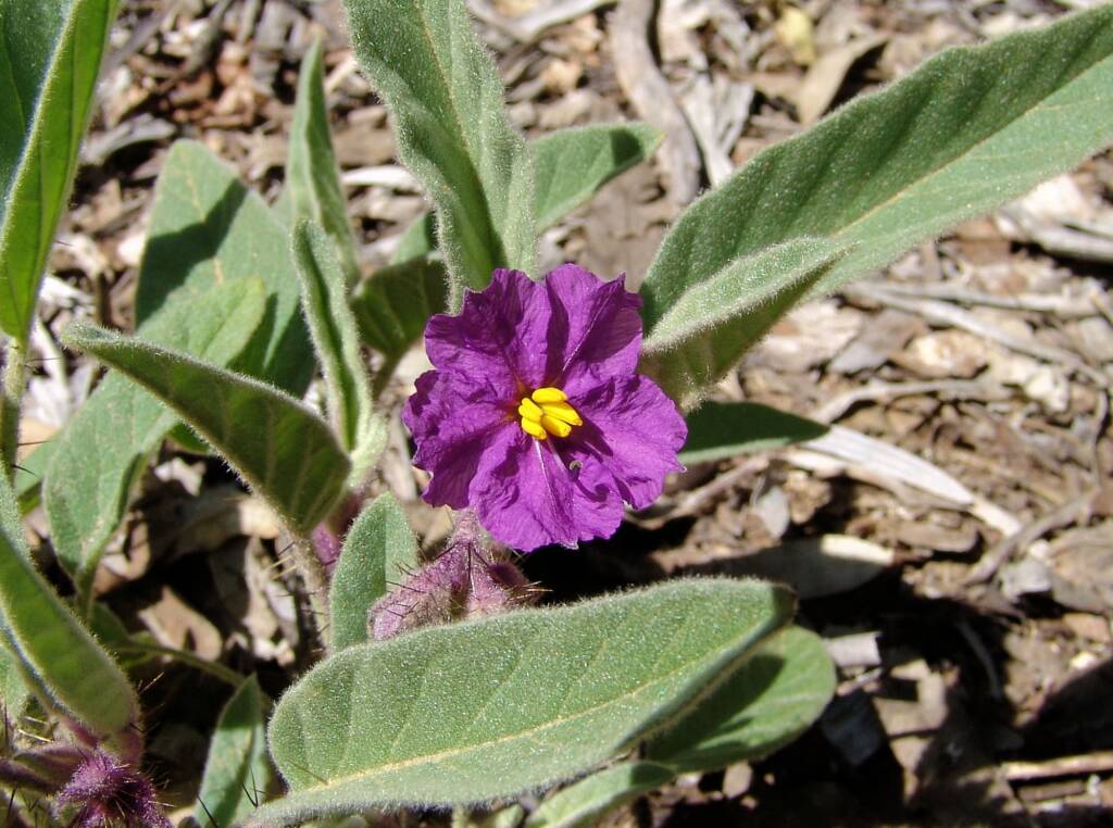 Potato Bush (Solanum ellipticum)