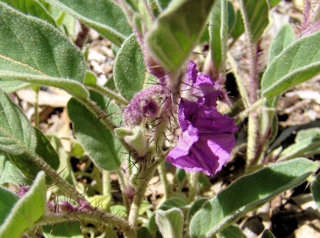 Potato Bush (Solanum ellipticum)