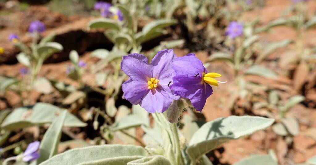 Bush Tomato (Solanum ellipticum)