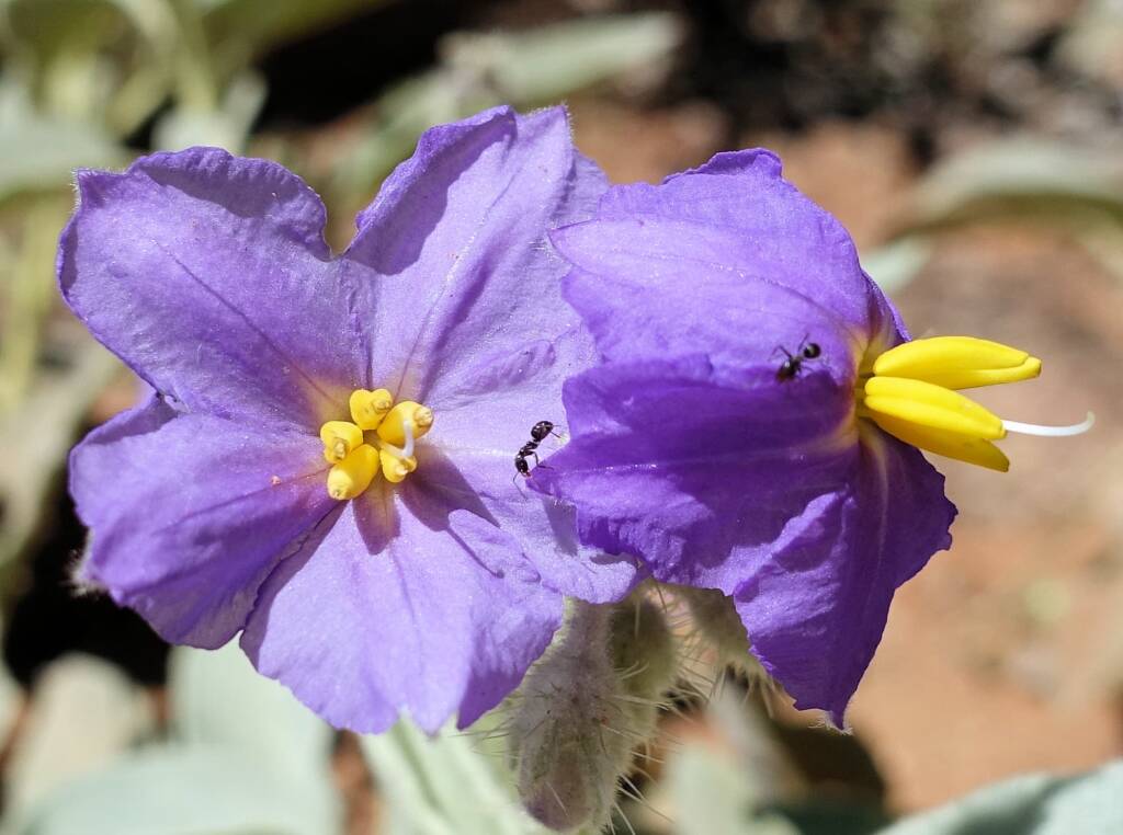Bush Tomato (Solanum ellipticum)