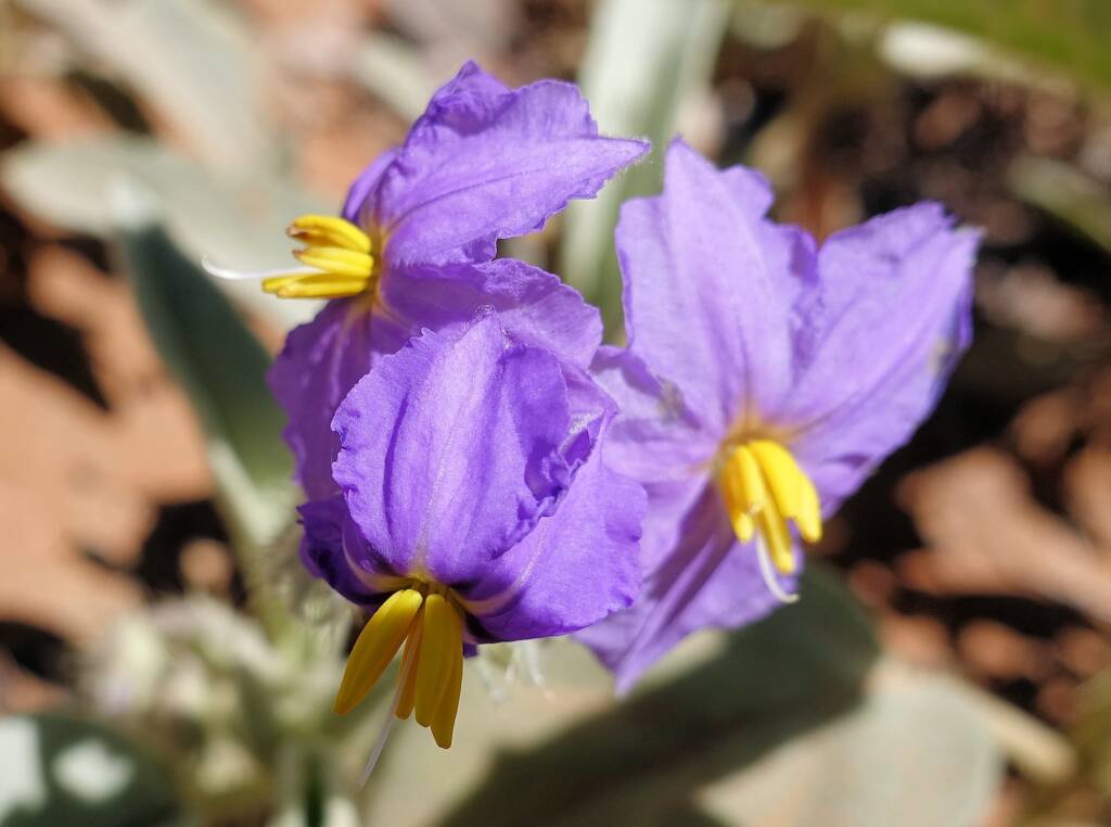 Bush Tomato (Solanum ellipticum)