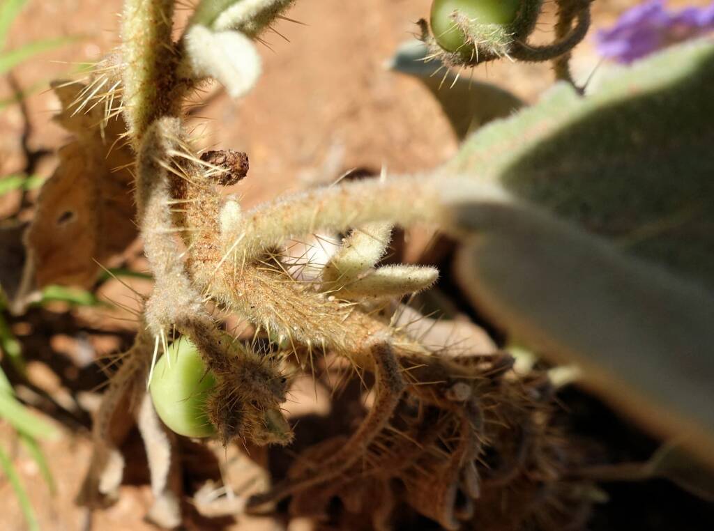 Bush Tomato (Solanum ellipticum)