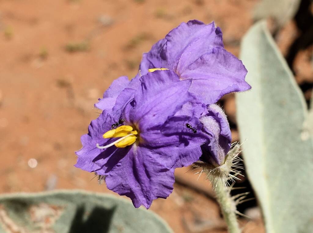 Bush Tomato (Solanum ellipticum)
