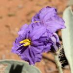 Bush Tomato (Solanum ellipticum)