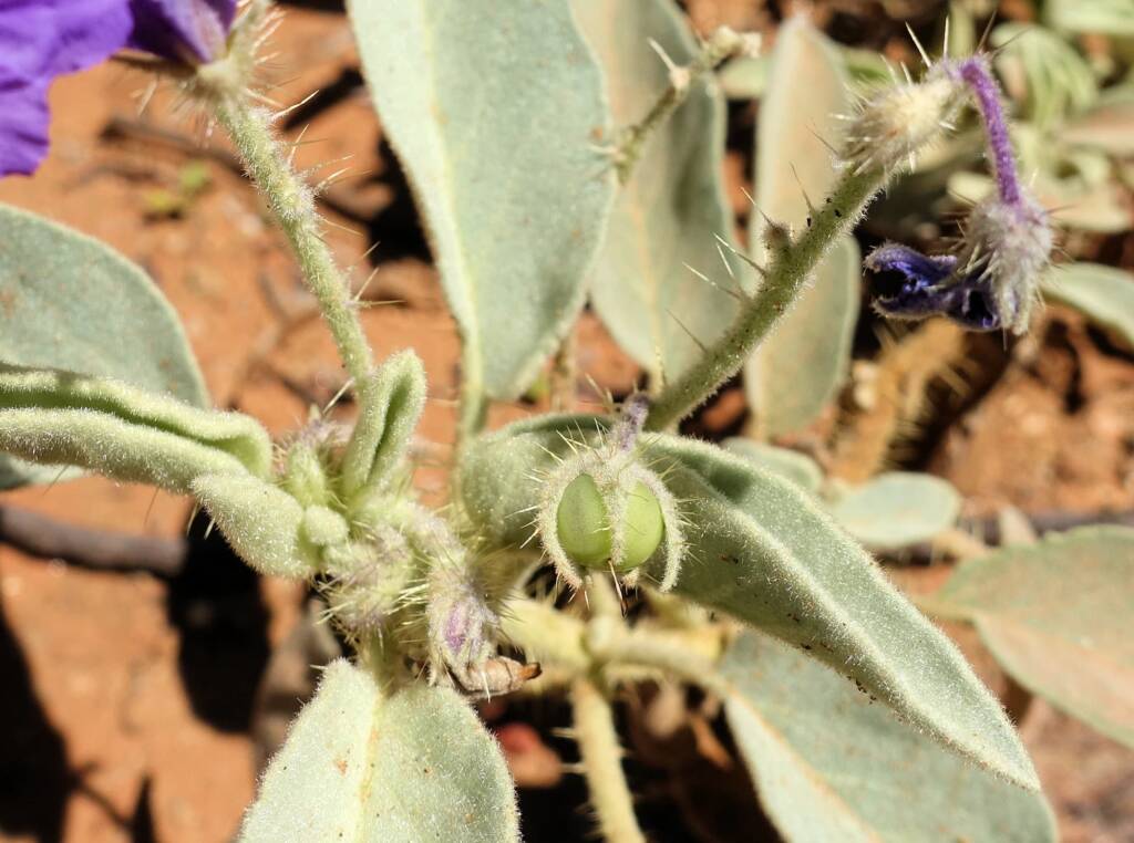 Bush Tomato (Solanum ellipticum)