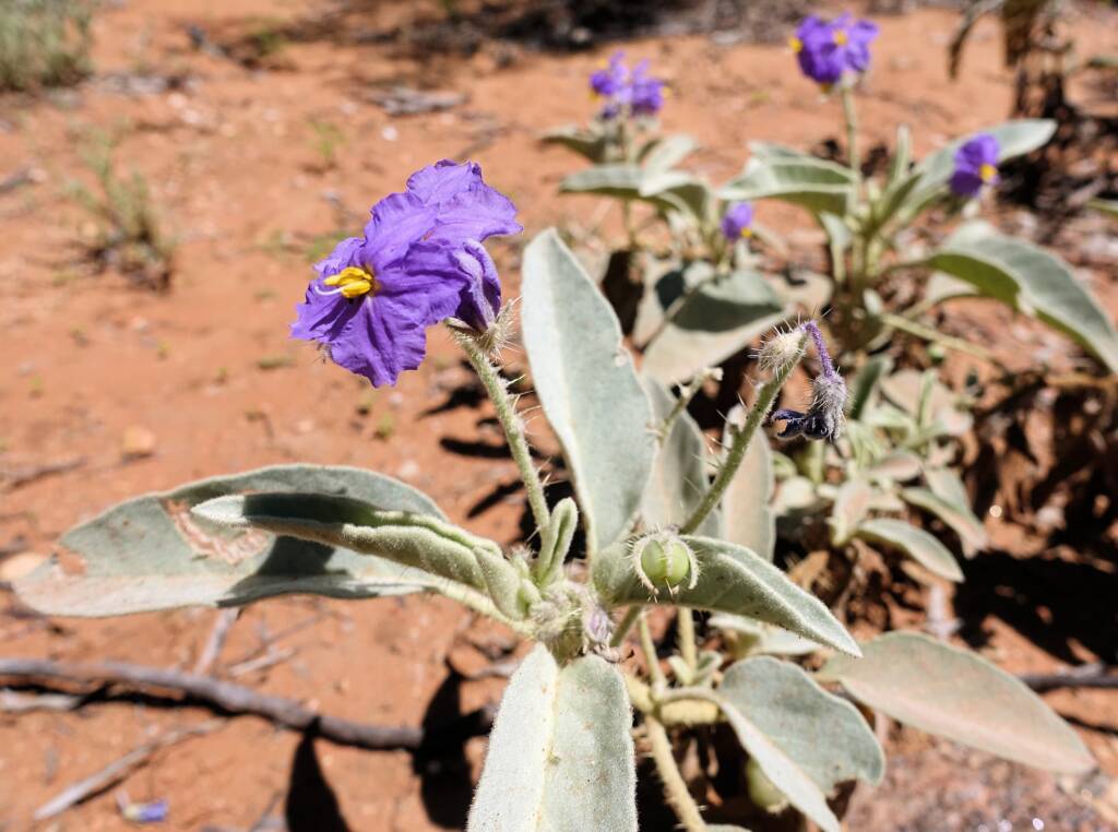 Bush Tomato (Solanum ellipticum)