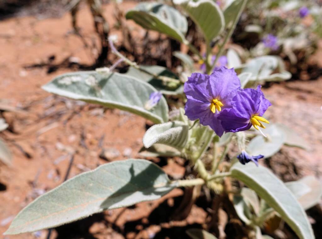 Bush Tomato (Solanum ellipticum)