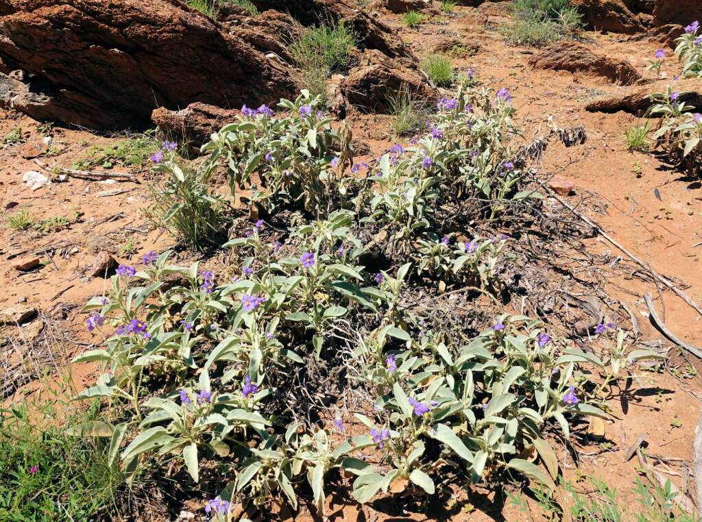 Bush Tomato (Solanum ellipticum)