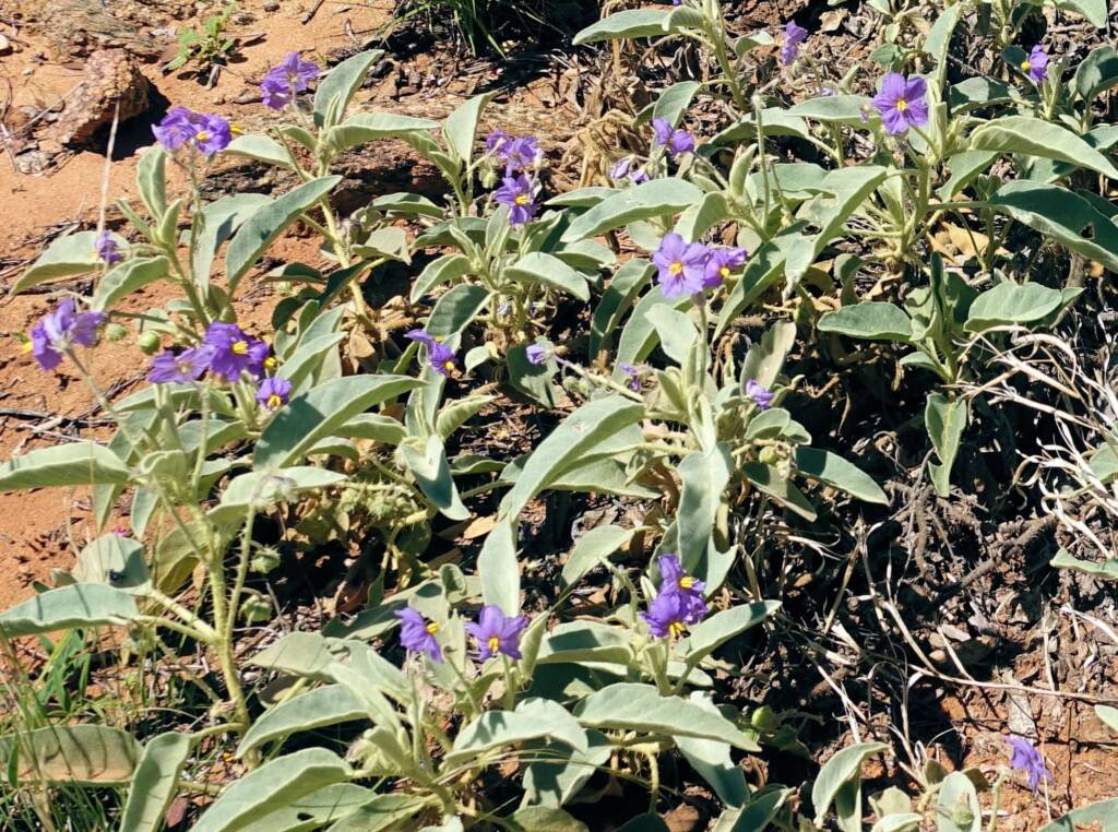 Bush Tomato (Solanum ellipticum)