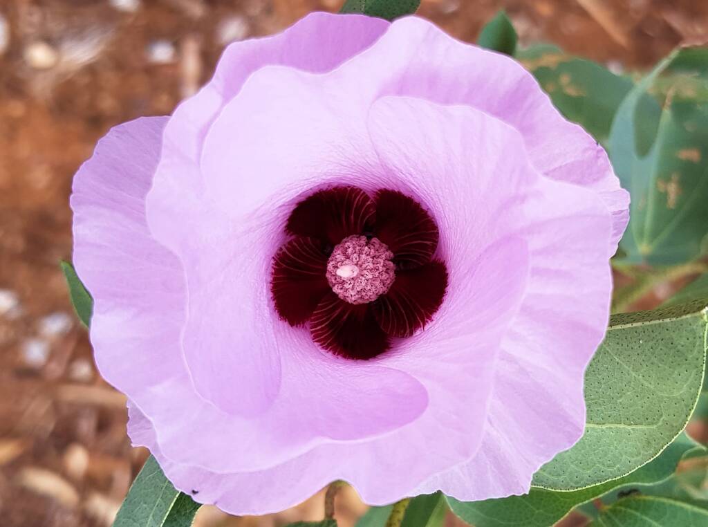 Sturt's Desert Rose (Gossypium sturtianum var. sturtianum)