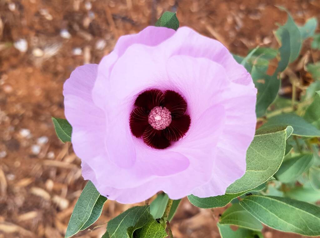 Sturt's Desert Rose ( Gossypium sturtianum var. sturtianum)