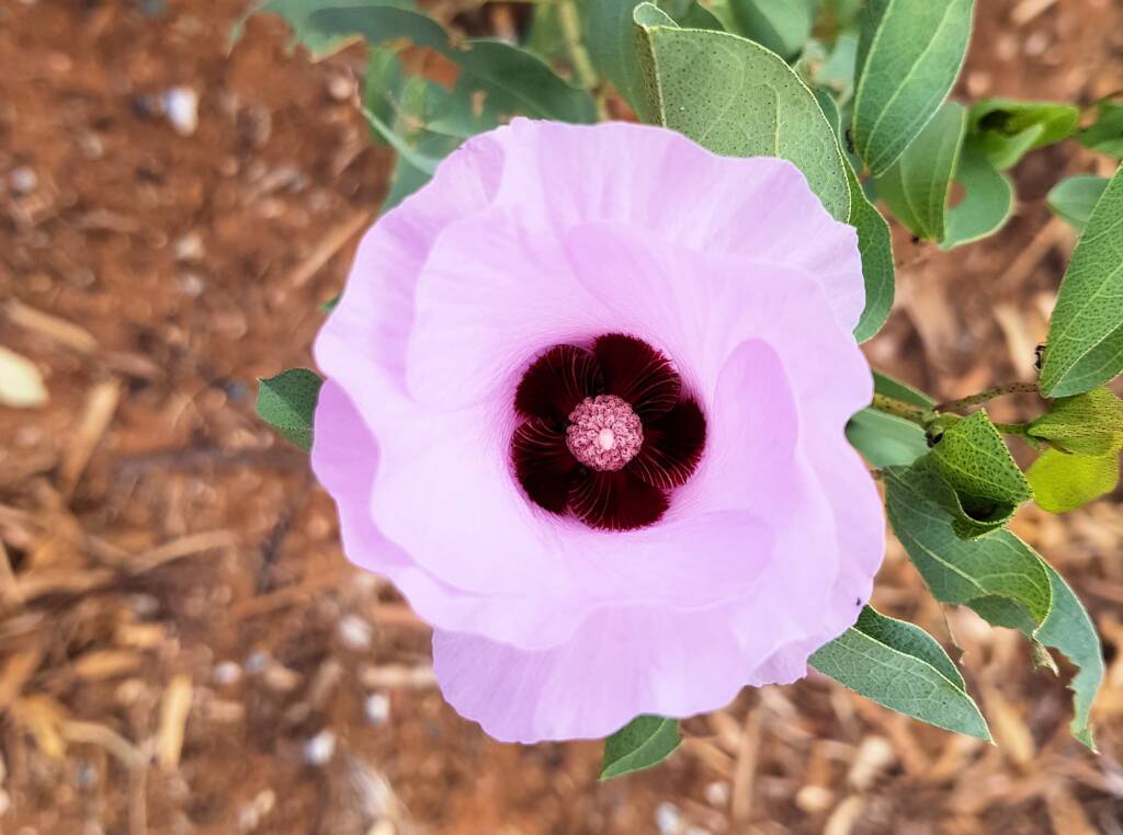 Sturt's Desert Rose (Gossypium sturtianum var. sturtianum)