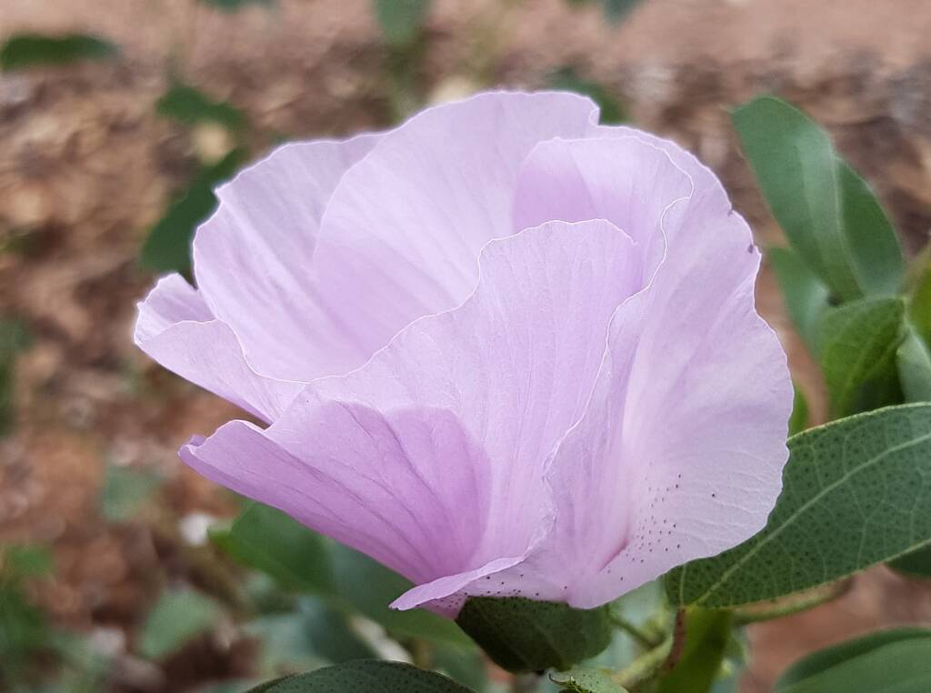 Sturt's Desert Rose (Gossypium sturtianum var. sturtianum)
